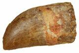 Serrated, Carcharodontosaurus Tooth - Real Dinosaur Tooth #372287-1